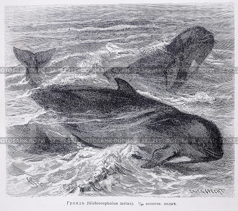 Гриндъ (Globiocephalus melas) - рисунок  из книги А. Брэма "Жизнь животных" 1896 г. Стоковая иллюстрация, иллюстратор Вера Смолянинова / Фотобанк Лори