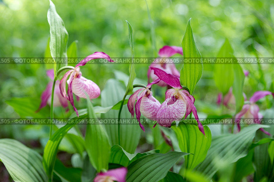 Group rare species of wild orchids grandiflora Lady's Slipper (Cypripedium ventricosum) against the background of green grass. Стоковое фото, фотограф Светлана Попова / Фотобанк Лори