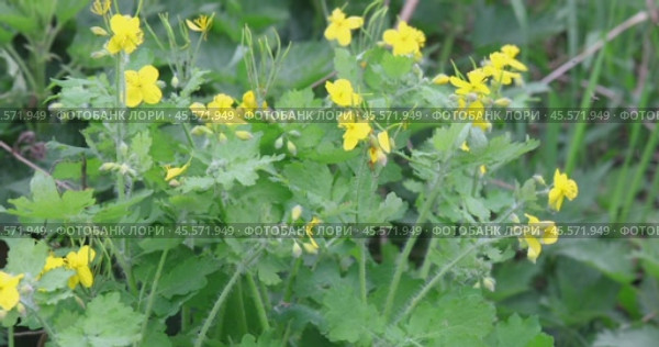 Growing celandine used in folk medicine. Стоковое видео, видеограф Сергей Чайко / Фотобанк Лори