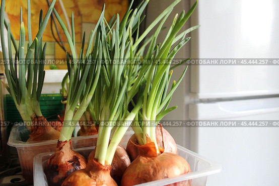 Growing green onions at home. Стоковое фото, фотограф Бондарева Елена / Фотобанк Лори