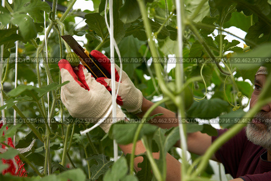Growing watermelons in a greenhouse. Harvest rationing. A man removes an extra ovary from a stem with a sharp knife. Стоковое фото, фотограф Роман Дзюбало / Фотобанк Лори