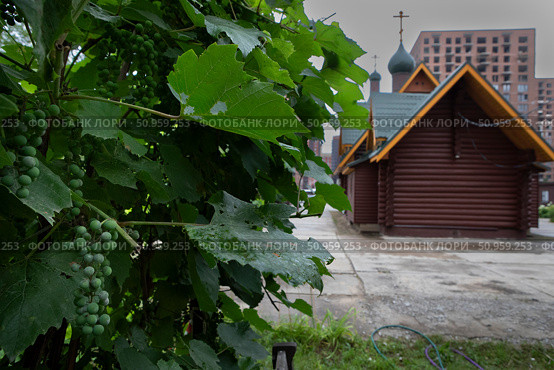 Гроздья поспевающего винограда на фоне храма. Редакционное фото, фотограф Дмитрий Неумоин / Фотобанк Лори
