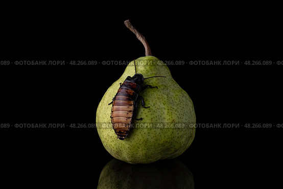 Груша. Стоковое фото, фотограф Сергей Чупахин / Фотобанк Лори