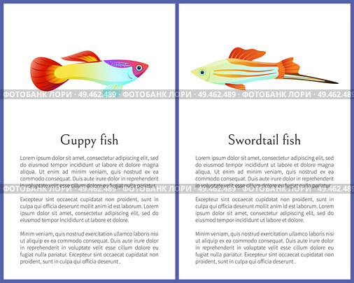 Guppy and swordtail fish isolated on white icons on posters with text sample. Freshwater aquarium pets silhouette cartoon style vector illustration. Guppy and Swordtail Fish Isolated on White Icons. Стоковая иллюстрация, агентство Ingram Publishing / Фотобанк Лори