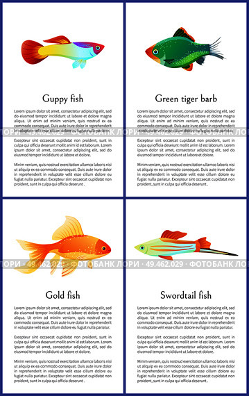 Guppy gold and swordtail fishes vector posters, illustration of green tiger barb isolated on white background marine representatives, text sample. Guppy Gold and Swordtail Fishes Vector Posters. Стоковая иллюстрация, агентство Ingram Publishing / Фотобанк Лори