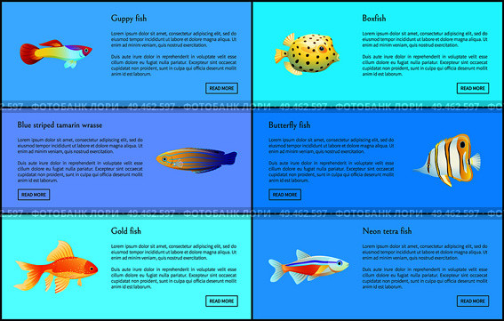 Guppy neon tetra fish posters set with info about limbless creatures. Blue striped tamarin wrasse, boxfish and butterfly types vector illustration. Guppy Neon Tetra Fish Set Vector Illustration. Стоковая иллюстрация, агентство Ingram Publishing / Фотобанк Лори
