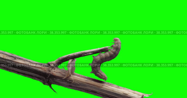 Гусеница. Стоковое видео, видеограф Bilialov Eldar / Фотобанк Лори