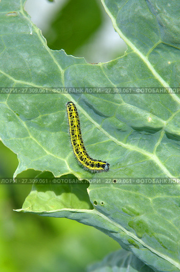 Гусеница бабочки капустницы или белянки капустной (лат. Pieris brassicae) на листе капусты. Стоковое фото, фотограф Елена Коромыслова / Фотобанк Лори