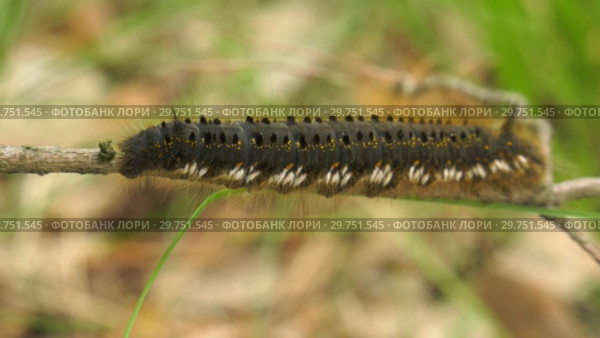 Гусеница бабочки Коконопряд травяной. Caterpillar of Euthrix potatoria's butterfly. Стоковое видео, видеограф Евгений Романов / Фотобанк Лори