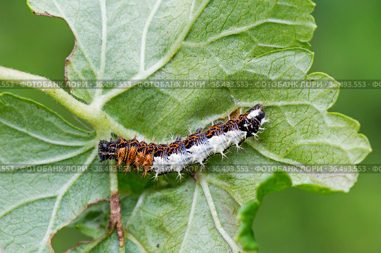 Гусеница бабочки Углокрыльницы c-белое (Polygonia c-album) Стоковое фото, фотограф Галина Савина / Фотобанк Лори