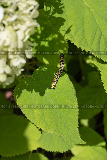 Гусеница капюшонницы салатной (Cucullia lactucae) на листе гортензии Caterpillar (Cucullia lactucae) on a hydrangea leaf. Стоковое фото, фотограф Краснова Ирина / Фотобанк Лори