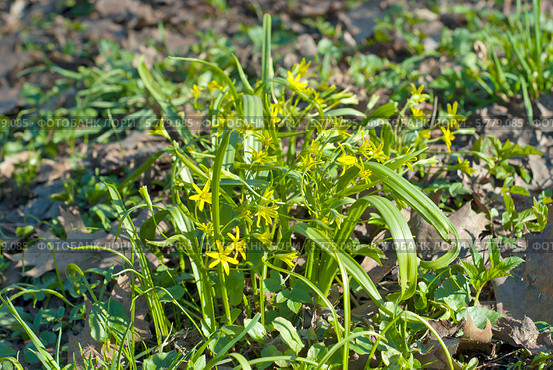 Гусиный лук желтый или Гагея желтая (Gagea lutea) Стоковое фото, фотограф Svet / Фотобанк Лори