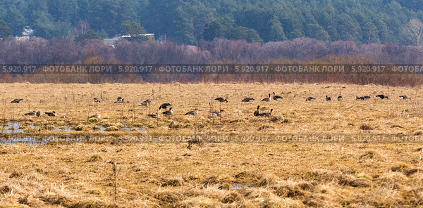 Гусиный заказник "Кологривская пойма". Город Кологрив (2014 год). Стоковое фото, фотограф Сергей Лаврентьев / Фотобанк Лори