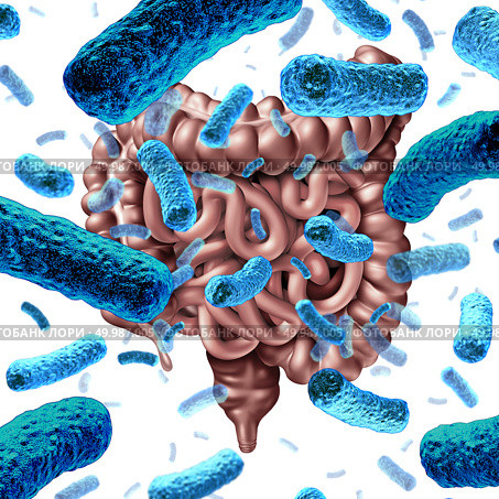 Gut bacteria as probiotic bacterium inside small intestine and digestive microflora inside the colon or bowel as a health symbol for microbiome as a 3D render. Стоковое фото, агентство Ingram Publishing / Фотобанк Лори