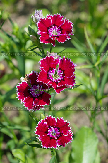 Гвоздика китайская (лат. Dianthus chinensis) крупным планом. Стоковое фото, фотограф Елена Коромыслова / Фотобанк Лори