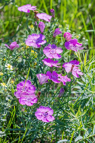 Гвоздика разноцветная в стадии цветения - Dianthus versicolor Fisch. ex Link (семейство Caryophyllaceae) . Новосибирская область,Западная Сибирь России. Стоковое фото, фотограф Евгений Мухортов / Фотобанк Лори