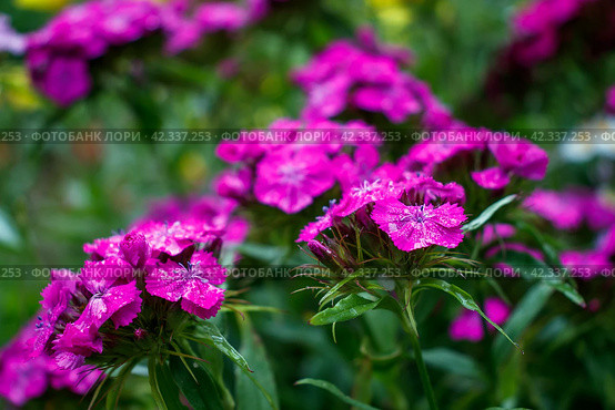 Гвоздика турецкая (Dianthus barbatus). Красивые декоративные цветы. Соцветия крупным планом. Малая глубина резкости и размытый фон. Стоковое фото, фотограф Андрей Степанов / Фотобанк Лори