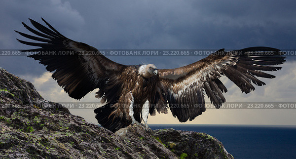gyps flying mountains. Стоковое фото, фотограф Яков Филимонов / Фотобанк Лори