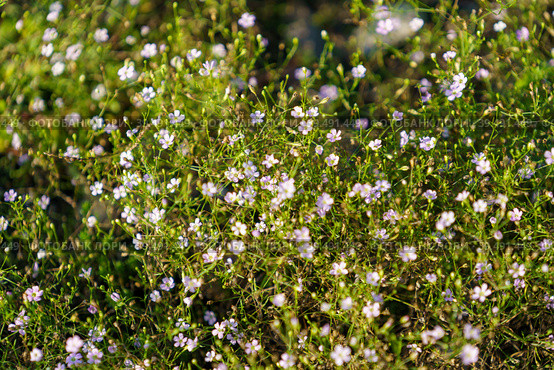 Gypsophila creeping Gypsophila muralis. Стоковое фото, фотограф Виктория Кольцова / Фотобанк Лори