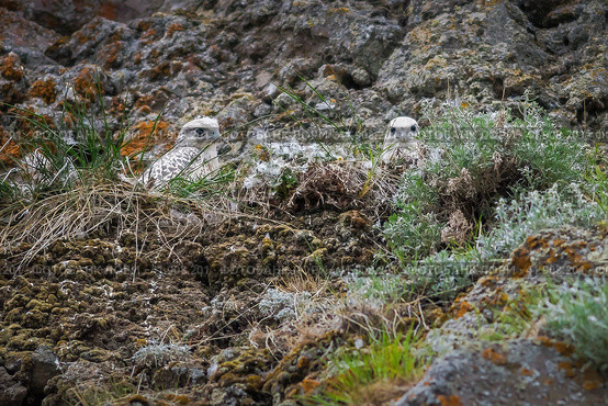 Gyrfalcon chicks (Falco rusticolus). Young white gyrfalcon in a nest on a rocky cliff. Wild birds in their natural habitat in the Arctic. Rare birds of prey. Wildlife of Chukotka. Far East of Russia. Стоковое фото, фотограф Андрей Степанов / Фотобанк Лори