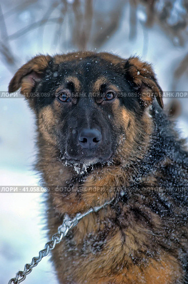 Half-breed shepherd puppy on a chain. Стоковое фото, фотограф Анна Кривицкая / Фотобанк Лори