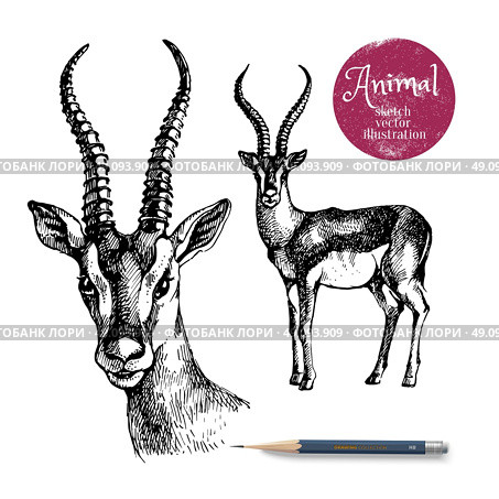 Hand drawn antelope animal vector illustration. Sketch isolated on white background with pencil and label banner. Стоковая иллюстрация, агентство Ingram Publishing / Фотобанк Лори