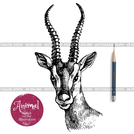 Hand drawn antelope portrait  animal vector illustration. Sketch isolated on white background with pencil and label banner. Стоковая иллюстрация, агентство Ingram Publishing / Фотобанк Лори