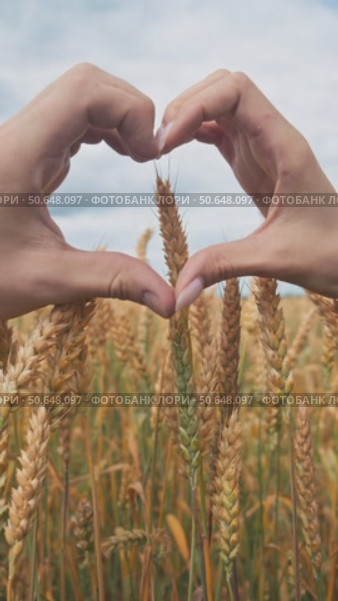 Hands of man and woman are joined together like a heart. They are on a field with ripe rye and wheat. Стоковое видео, видеограф Strunov David / Фотобанк Лори