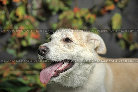 Happy beige with a white dog cur on the background of grass and leaves. Стоковое фото, фотограф Анна Кривицкая / Фотобанк Лори