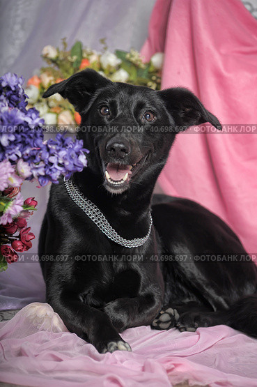 Happy black dog house cur on the background of flowers. Стоковое фото, фотограф Анна Кривицкая / Фотобанк Лори