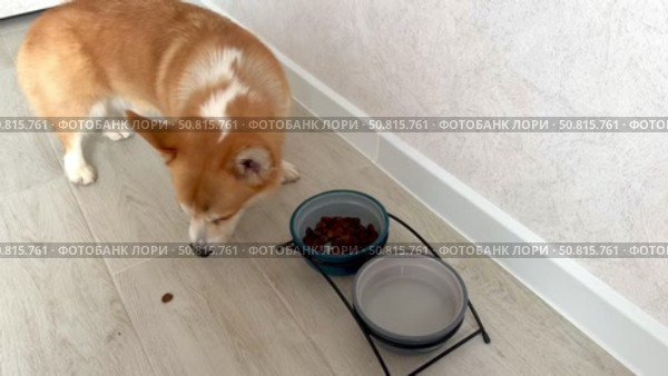 Happy corgi eats dry food from his bowl 4k footage. Стоковое видео, видеограф Соболева Наталия / Фотобанк Лори