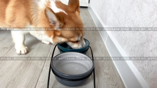 Happy corgi eats dry food from his bowl 4k footage. Стоковое видео, видеограф Соболева Наталия / Фотобанк Лори