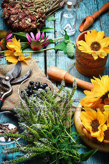 Harvest of medicinal plants. Harvested autumn set of medicinal herbs and flowers. Стоковое фото, агентство Ingram Publishing / Фотобанк Лори