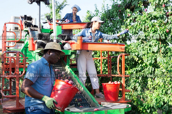 Harvesting plums on a sorting machine at orchard. Стоковое фото, фотограф Яков Филимонов / Фотобанк Лори