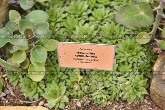 Haworthia cymbiformis. Стоковое фото, фотограф Анна Кривицкая / Фотобанк Лори