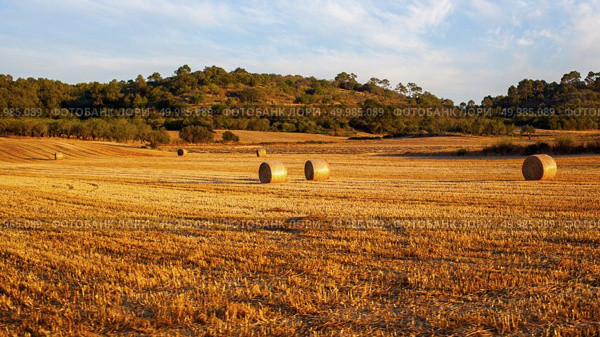 Hay bales on field after harvest. Round straw bales in harvested fields and blue sky. Hay stacks in summer field.. Stack of hay. Стоковое фото, агентство Ingram Publishing / Фотобанк Лори