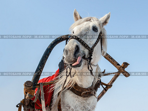 Head of a white horse with harness in wintertime. Стоковое фото, фотограф FotograFF / Фотобанк Лори