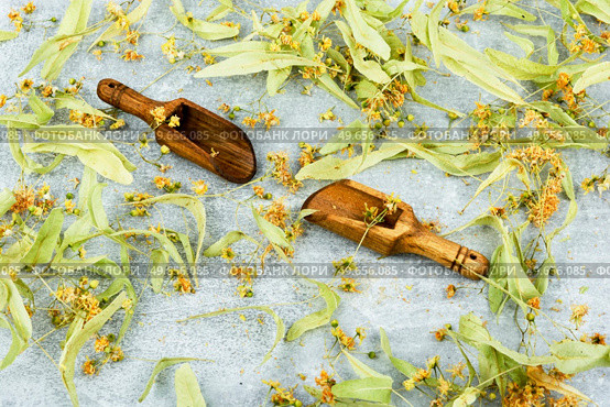 Healing inflorescences of linden, herbal medicine, medicinal plants. Phytotherapy. Dried linden blossoms, herbal medicine. Стоковое фото, агентство Ingram Publishing / Фотобанк Лори