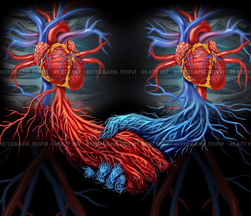Health agreement medical concept with a group of two human hearts with the red and blue arteries connected together shaped as a hand shake as a symbol of organ and blood donation solutions. Стоковое фото, агентство Ingram Publishing / Фотобанк Лори