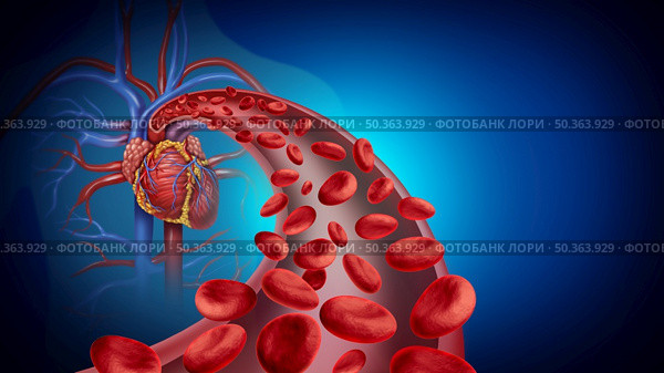 Heart blood circulation and cardiovascular system health symbol with red cells flowing through veins from the human circulatory system as a symbol of cardiology  with 3D illustration elements. Стоковое фото, агентство Ingram Publishing / Фотобанк Лори
