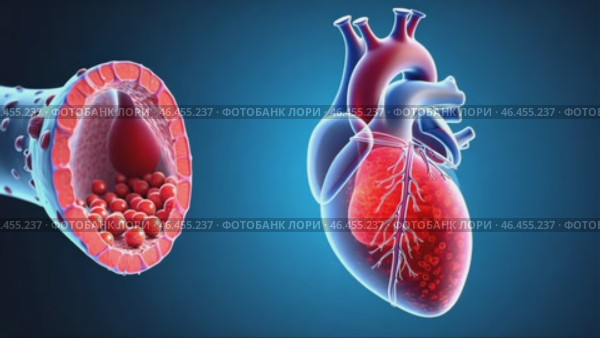 Heart is shown with a red and white background. Стоковое AI-видео, аниматор Sergey Grishin / Фотобанк Лори