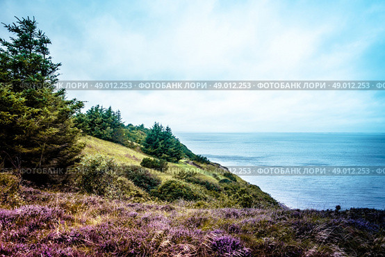 Heather fields and cloudy weatherby the ocean. Стоковое фото, агентство Ingram Publishing / Фотобанк Лори