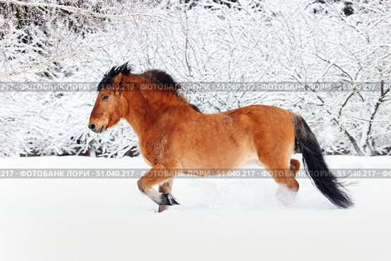 Heavy draft horse walks in a snowy paddock on a winter day. Упряжная лошадь гуляет в заснеженной леваде на ферме зимним днем. Стоковое фото, фотограф Михаил Кондрашов / Фотобанк Лори