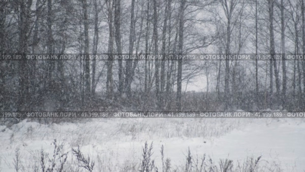 Heavy snowfall. Beautiful forest landscape of snow and blurred trees. Gently falling snow flakes. Bad snowy weather cold day. Winter nature background. Nobody, No People, Super Slow motion. Snowstorm. Стоковое видео, видеограф Марина Демидюк / Фотобанк Лори