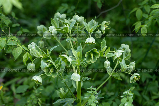 Helleborus foetidus grows and blooms in the garden in spring. Стоковое фото, фотограф Ольга Сейфутдинова / Фотобанк Лори