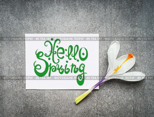 Hello spring lettering , springtime greeting card with white crocus flowers, top view. Стоковое фото, агентство Ingram Publishing / Фотобанк Лори