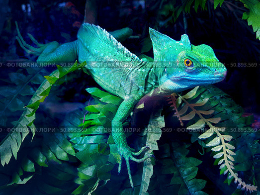 Helmet-bearing basilisk sits in a terrarium among green leaves. Стоковое фото, фотограф Екатерина Красникова / Фотобанк Лори