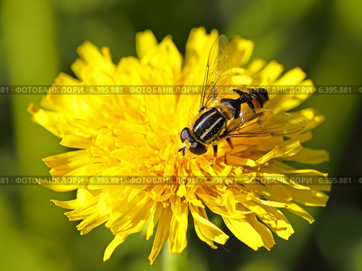 Helophilus pendulus, семейство мухи журчалки (Syrphidae) на цветке одуванчика крупным планом. Стоковое фото, фотограф Григорий Писоцкий / Фотобанк Лори