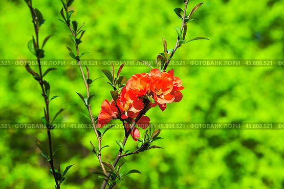 Хеномелес японский, или айва японская (Chaenomeles japonica) Стоковое фото, фотограф Алёшина Оксана / Фотобанк Лори