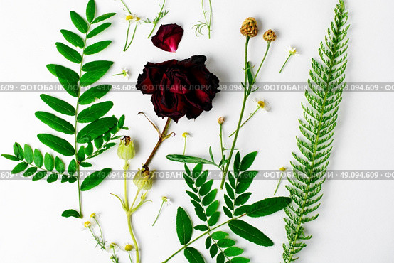 Herbarium of field of wild foliage. Herbarium applique with field of wild flowers and plants on white background. Стоковое фото, агентство Ingram Publishing / Фотобанк Лори
